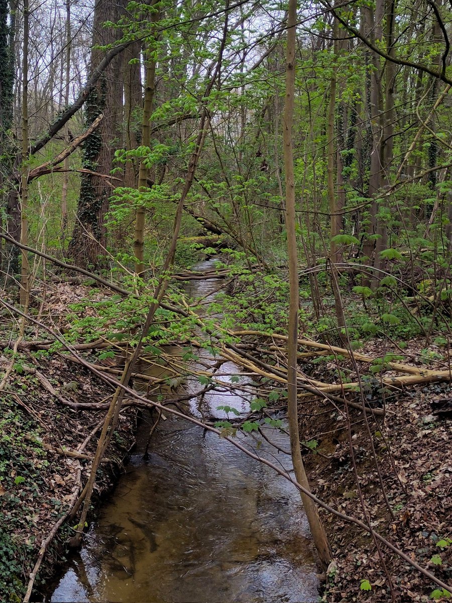 Distelhonig tweet media