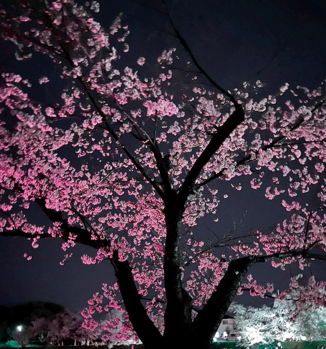 ❀.*・゜❀.*・゜❀.*・゜