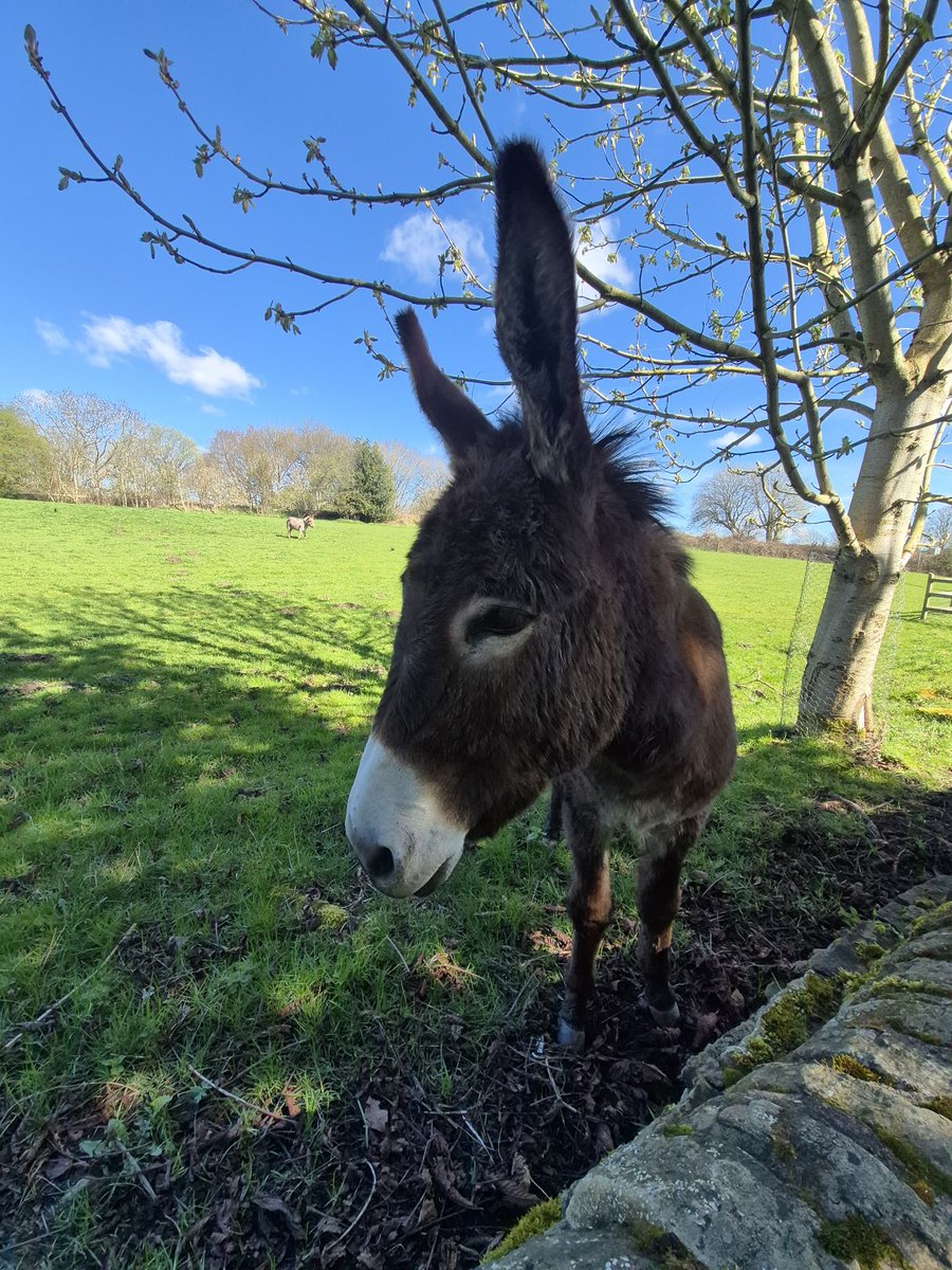 augustwindow tweet media