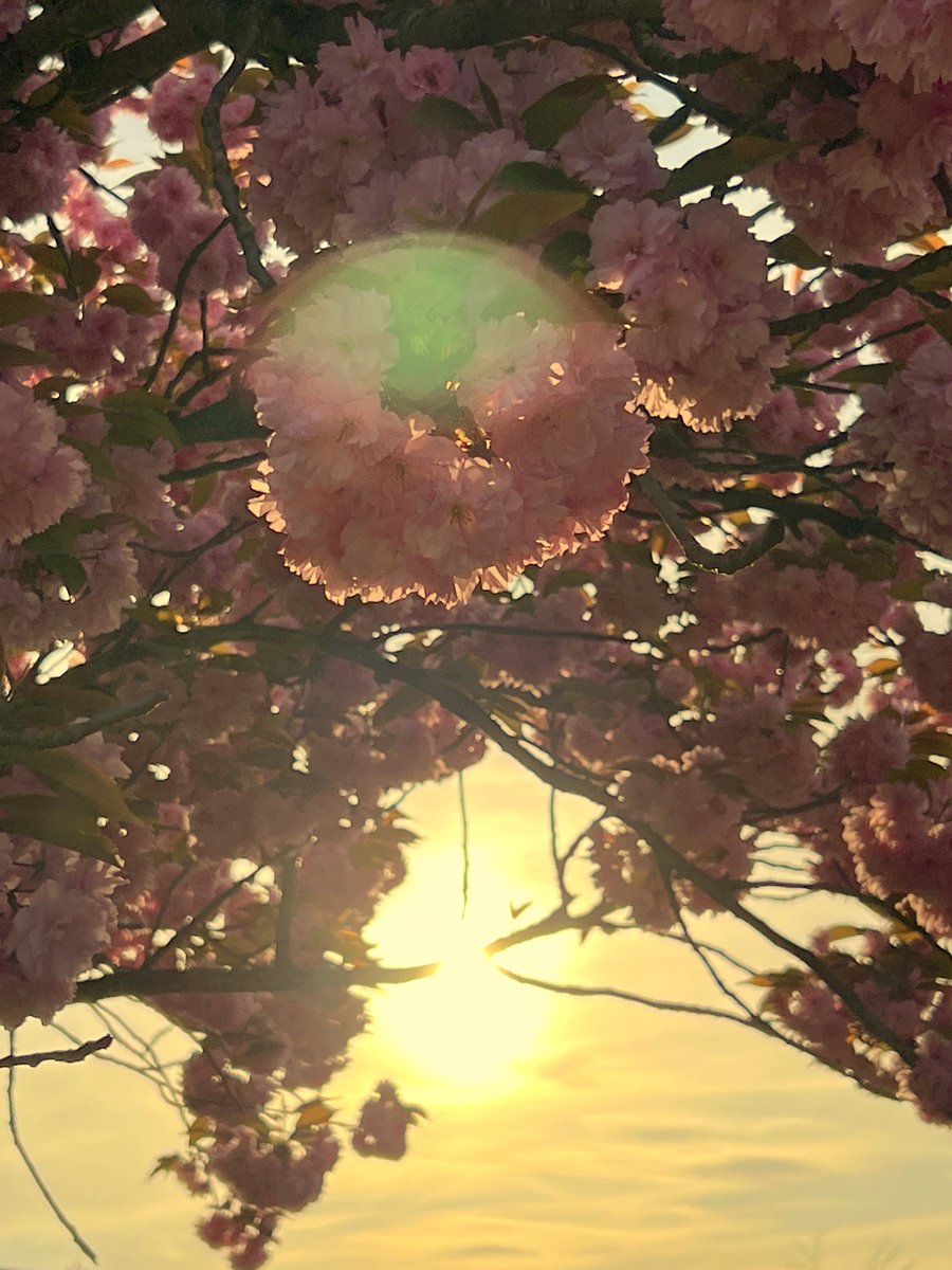 VOLTAMODELS's tweet photo. 🌅🍃🌸🌅We wish you all a wonderful holiday  season filled with sunshine, joy and many special moments! Enjoy spring and the beauty of this season! Your Volta Models Team 🌅🍃🌸🌅
#Happyholidays #VoltaModels #holidaywishes https://t.co/jk6KaQElJp