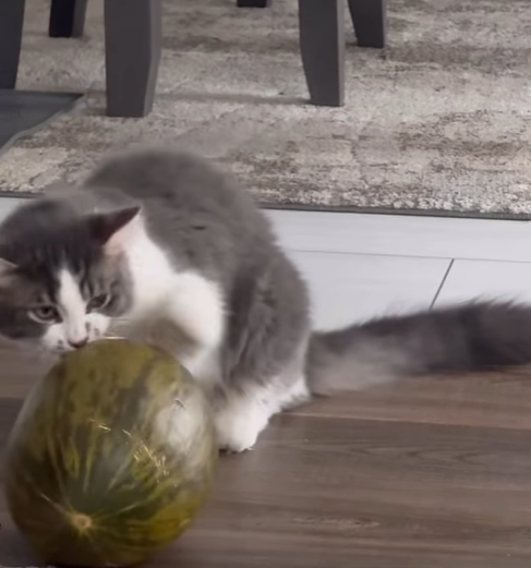 Guelph Lost Pets tweet media