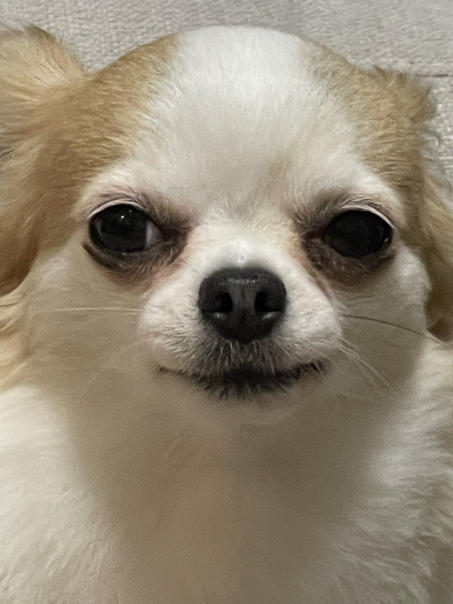 てぇあくさん。 tweet media