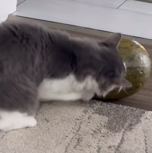 Guelph Lost Pets tweet media