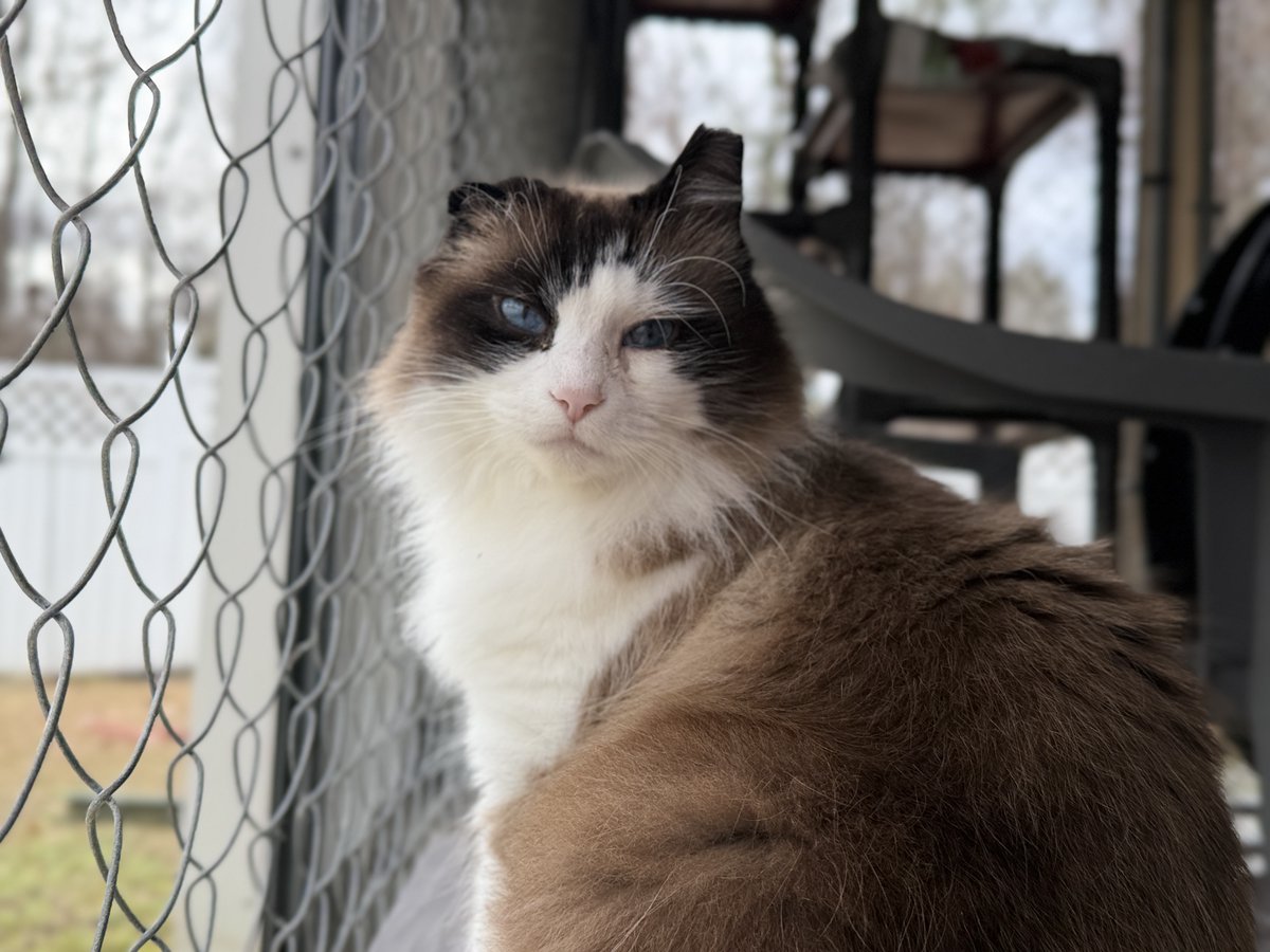 Blind Cat Rescue tweet media