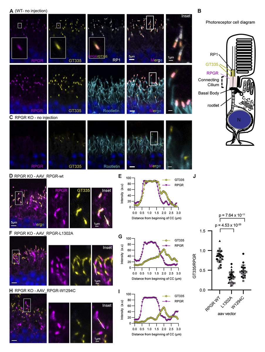 Park, Liu, Sun, Roll-Mecak et al. present the crystal structure of an RPGR–TTLL5 co-complex, which reveals TTLL recognition paradigms for non-tubulin substrates and sheds light on disease mechanism for retinal dystrophies caused by TTLL5 &amp; RPGR mutations. hubs.la/Q049zhLK0