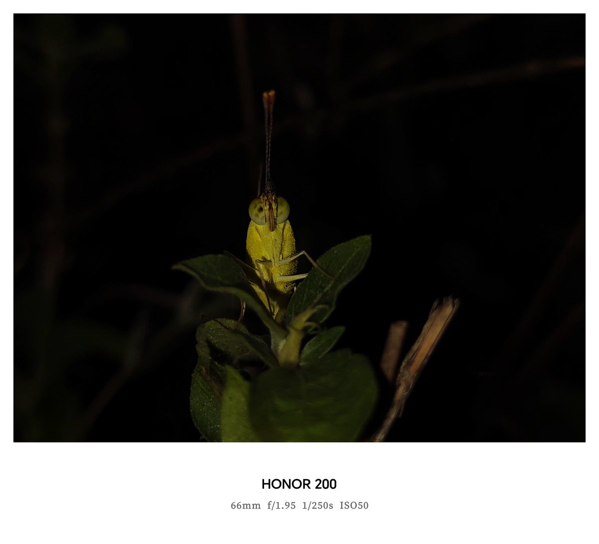 Yogeswaran14129's tweet photo. Shot on #HONOR200 #ShotOnSnapdragon #butterfly #mobilephotography #mobileclicks #nature #shotonphone #honor200 https://t.co/kXTwPTisqd