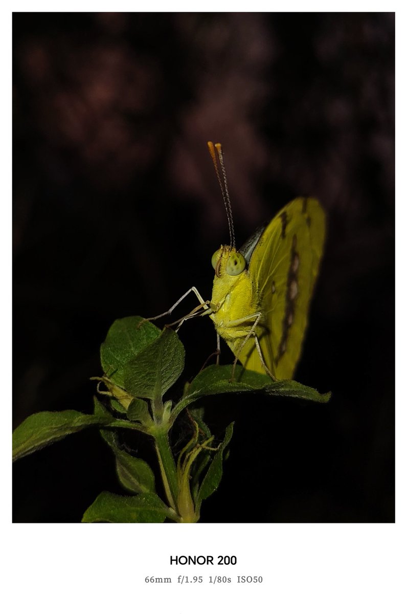 Yogeswaran14129's tweet photo. Shot on #HONOR200 #ShotOnSnapdragon #butterfly #mobilephotography #mobileclicks #nature #shotonphone #honor200 https://t.co/kXTwPTisqd