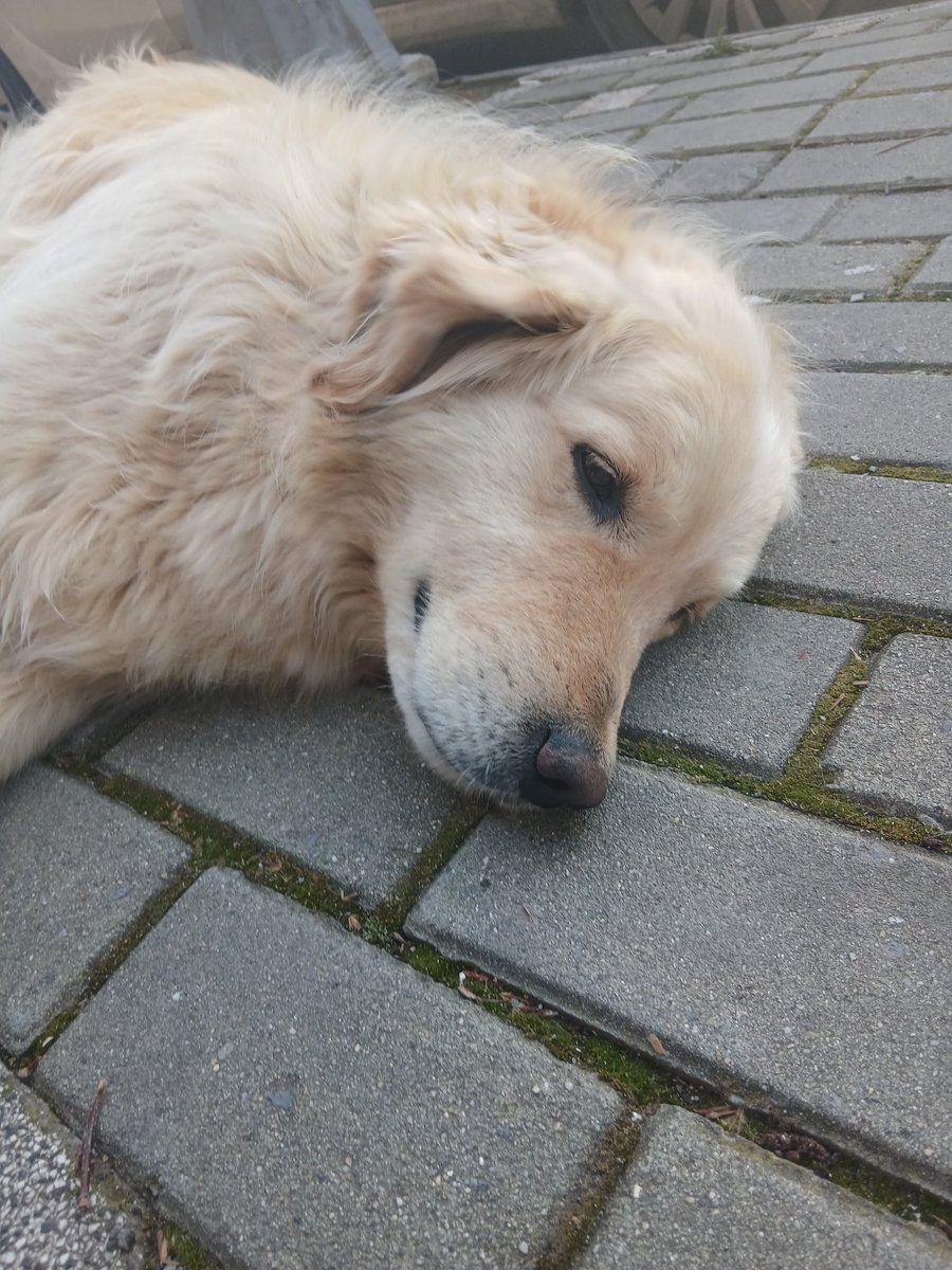 Elifkedisi tweet media