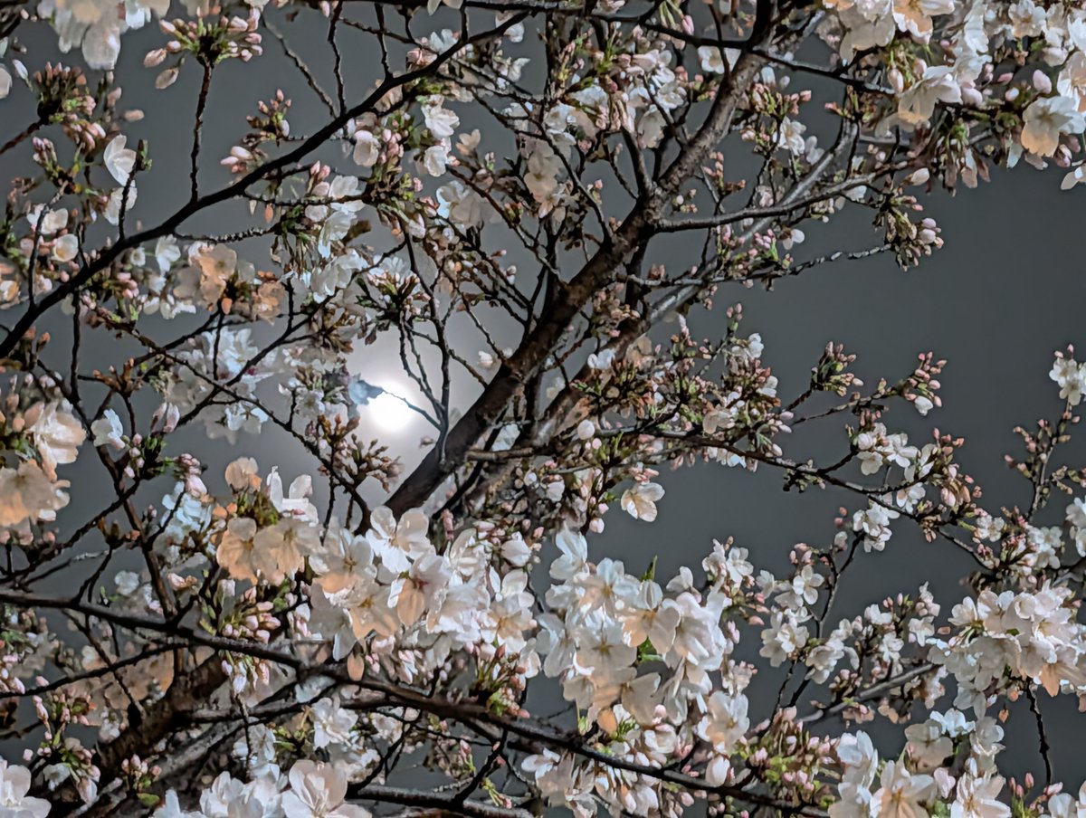 Crown.Draw/👑相方みるく tweet media