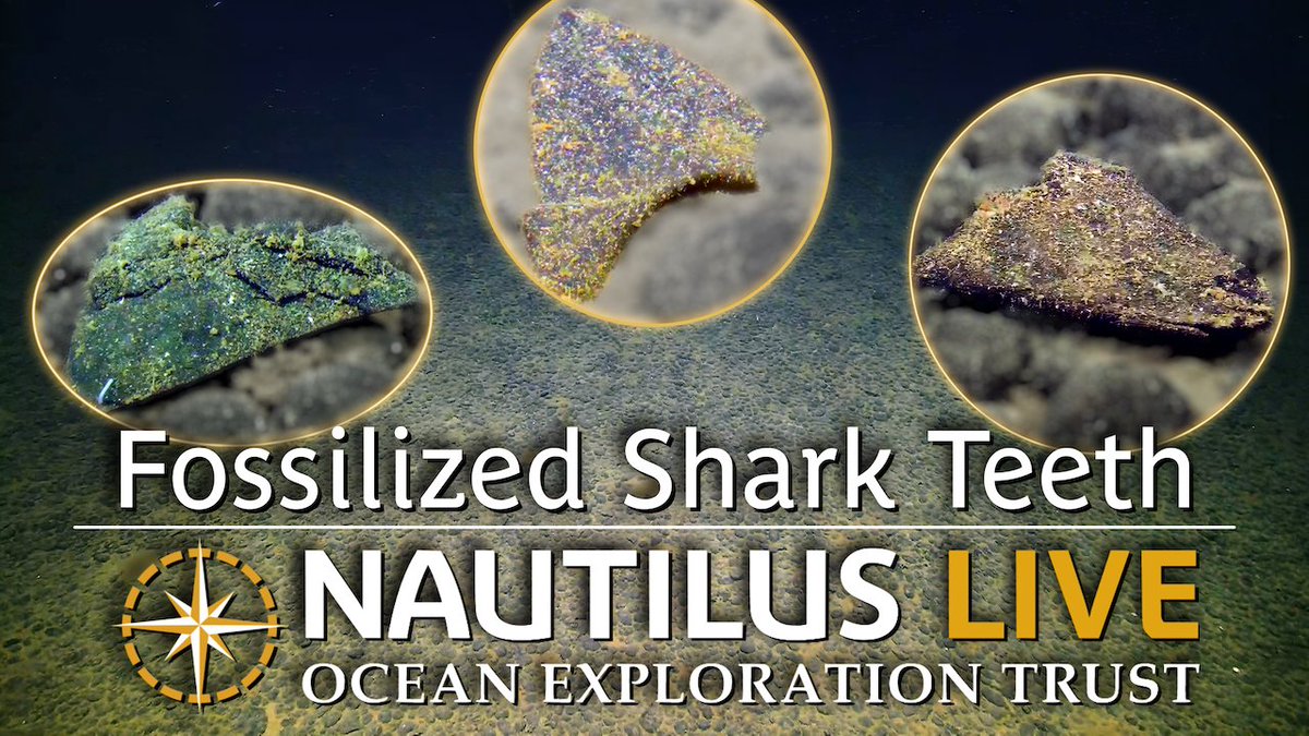 E/V Nautilus tweet media