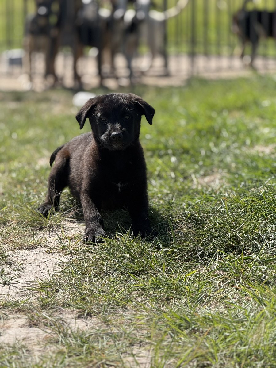 Layla’s Heart Ranch and Rescue tweet media