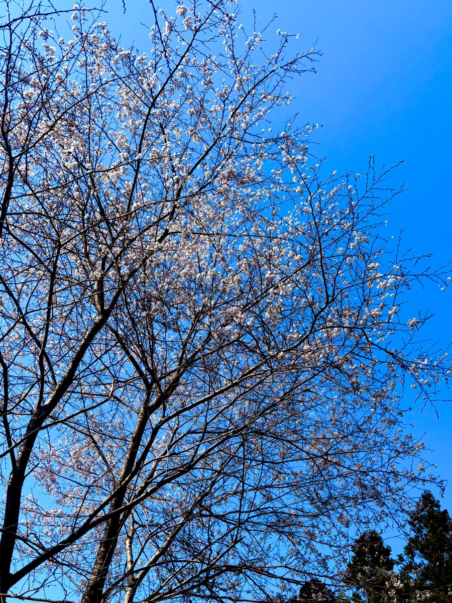 ASAGI Official Account tweet media