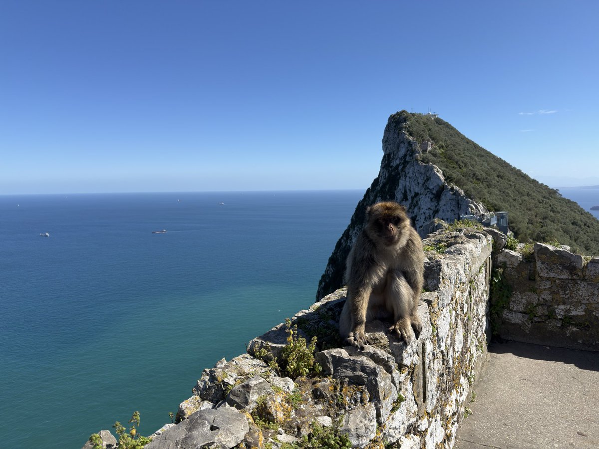 EL Wieshako tweet media