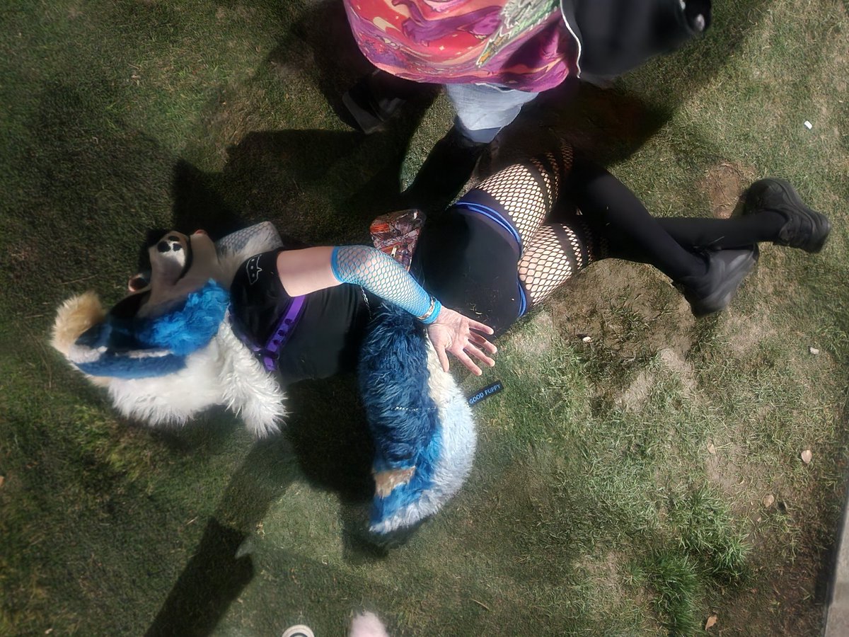 Zapp FoxCollie 🔜 LVFC tweet media