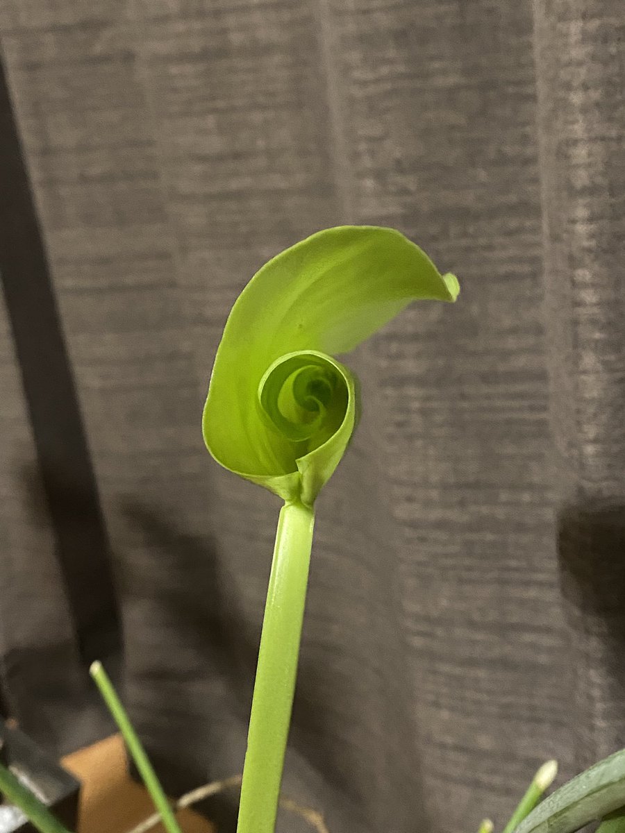 しみこ@谷 tweet media