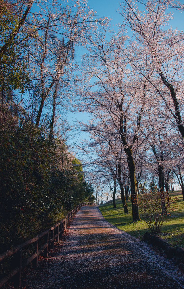 🌻₺ｯƾ₺ƾのまる🌱 tweet media