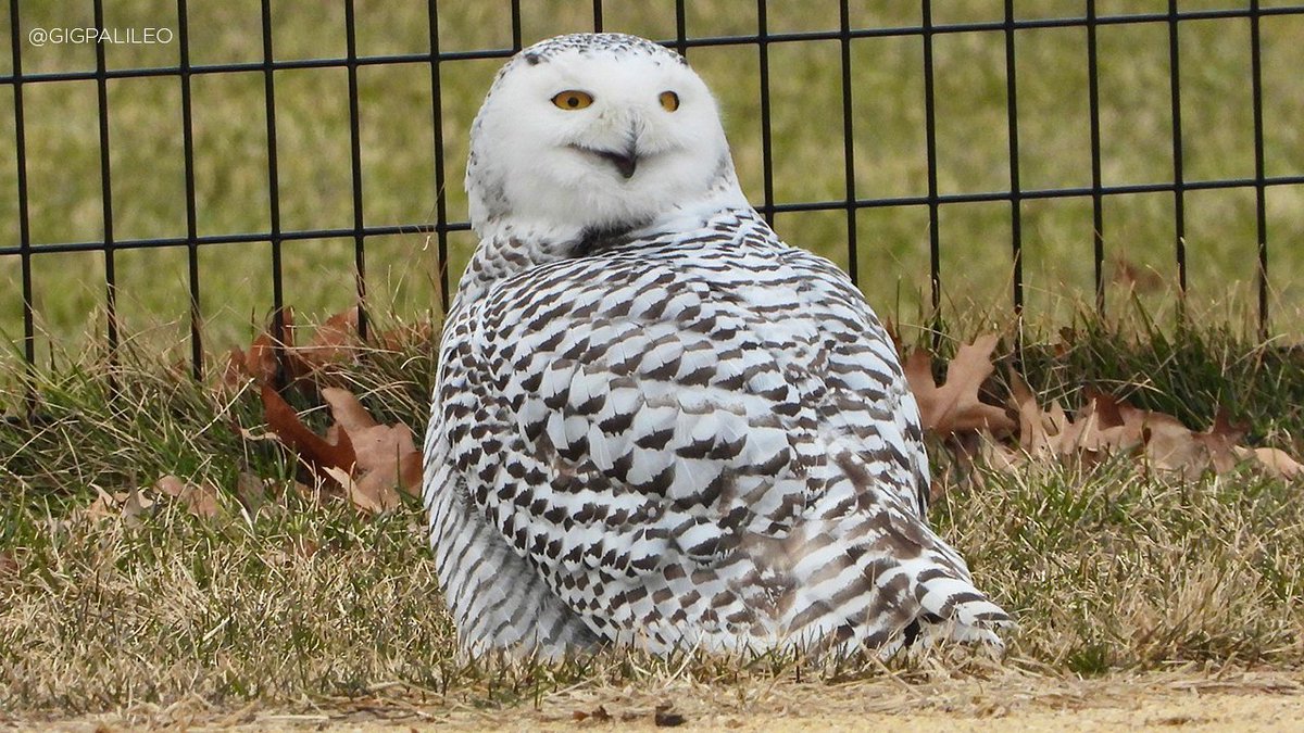 Clayton Guse tweet media