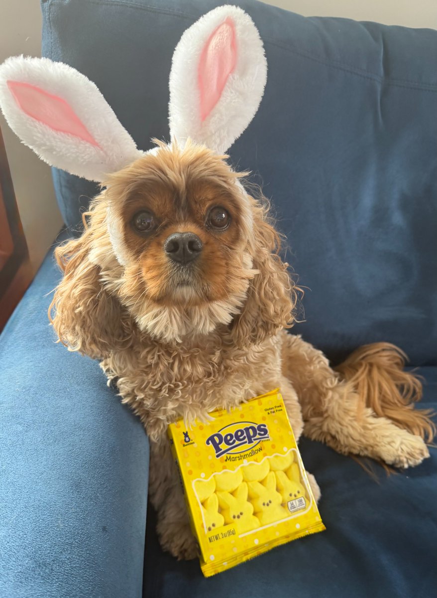 rebeccawetteman's tweet image. Patrick is a big fan of the Easter bunny! Wishing everyone a happy holiday weekend!

#PatrickFriday #Dogs #DogMom #DogsOfX #EasterBunny #Easter2026