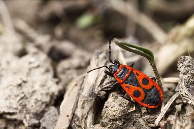 Trent Farias tweet media