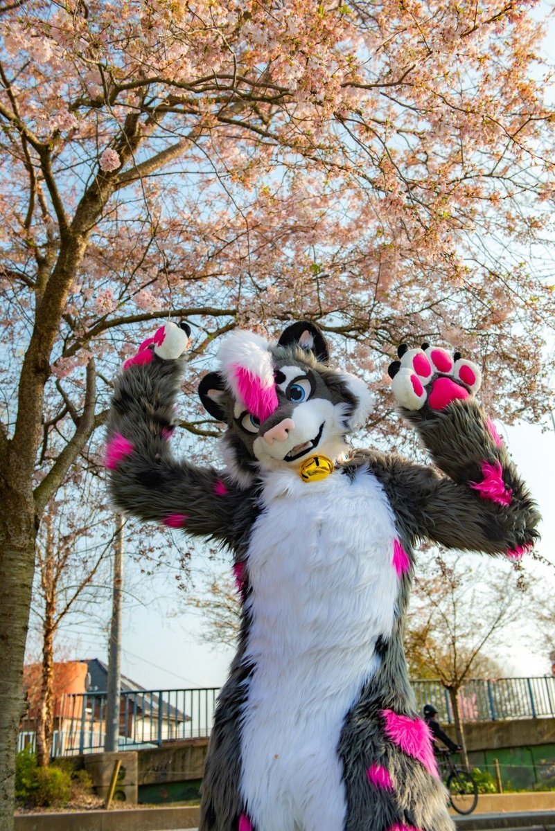 Silou 🐾 tweet media