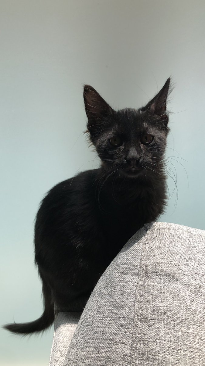 spiritual gangster 🕉️ tweet media