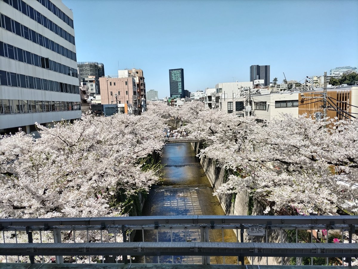 8anquish's tweet photo. 昨日は横浜に用事があったので、午前中に日ノ出町から弘明寺まで大岡川沿いに花見🌸
早い時間だったので、人もまばらで快適だったよ🙂
右は帰りに中目黒駅のホームから撮った目黒川。 https://t.co/1MNsF0za31
