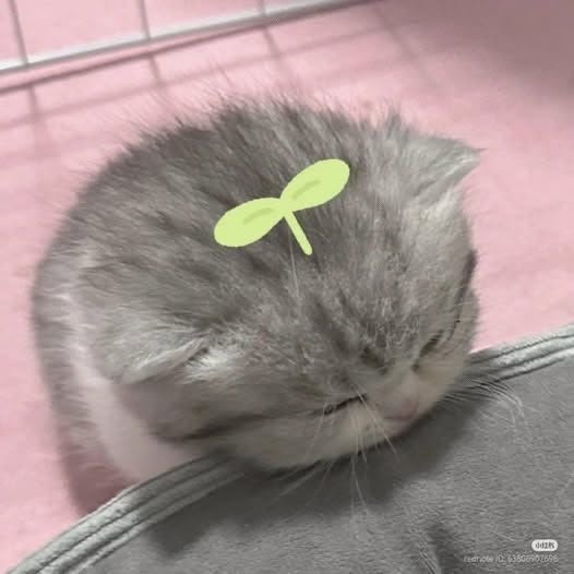 Poly's🇲🇽 RT a mi fijado plis tweet media