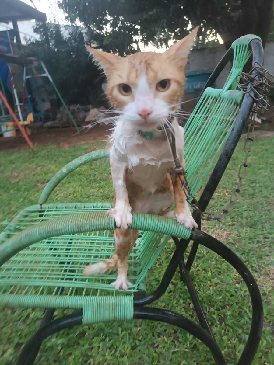 q dificil es bañar un gato lpm ya se me cansó la lengua