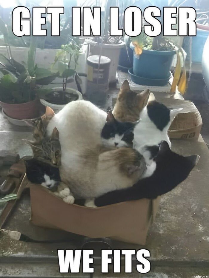 No Cats No Life tweet media