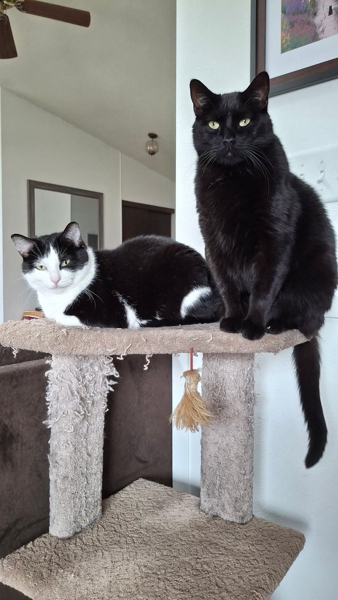 CatLover56577's tweet image. Pretty kitties watching the birds this morning.

#cutecats #tinyandbiggs #cowcat #blackcat
