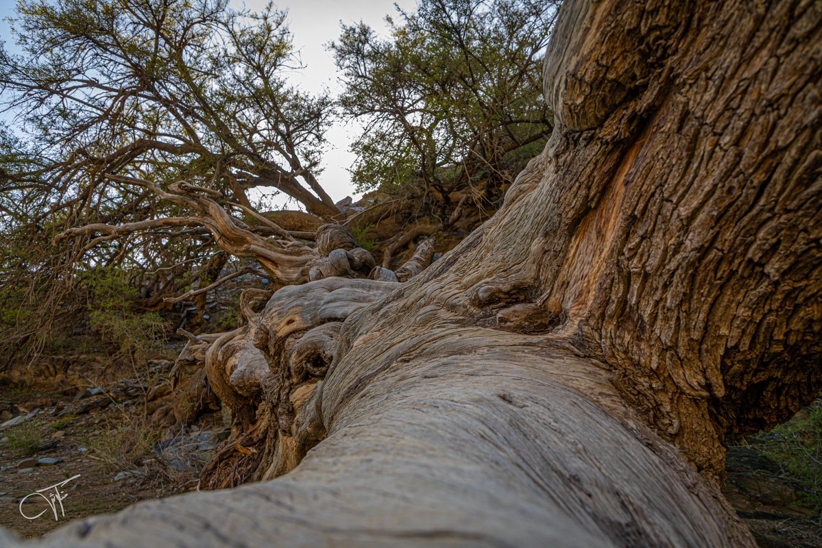 Mnqosh 📸 منكوش tweet media