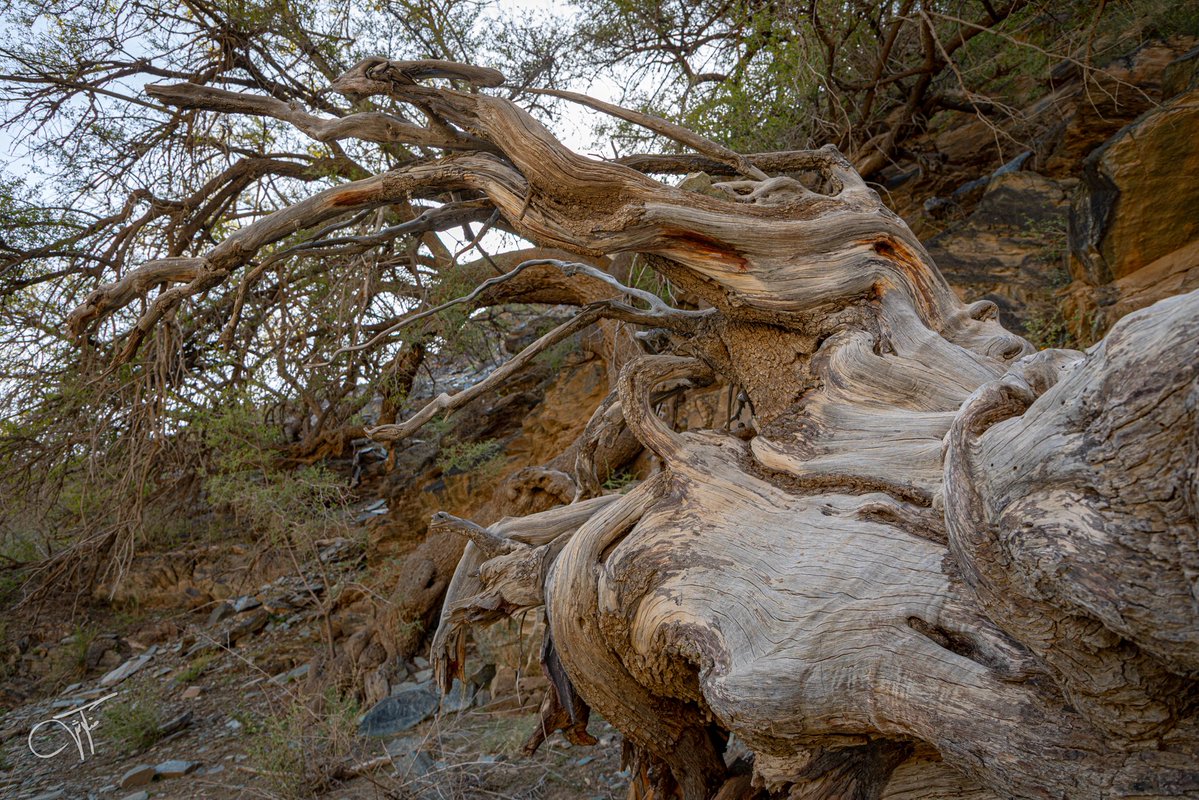 Mnqosh 📸 منكوش tweet media