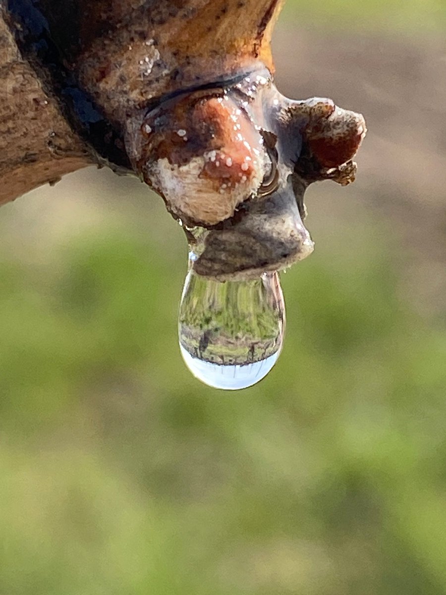 Wa_State_Wine's tweet photo. Bud break has entered the chat. 
The official start of a new #vintage. https://t.co/HOSVZcPit6