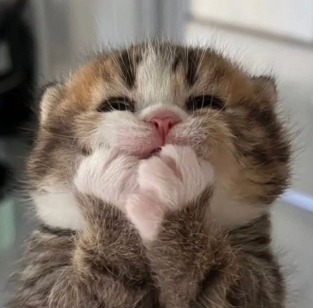 kitty tweet media