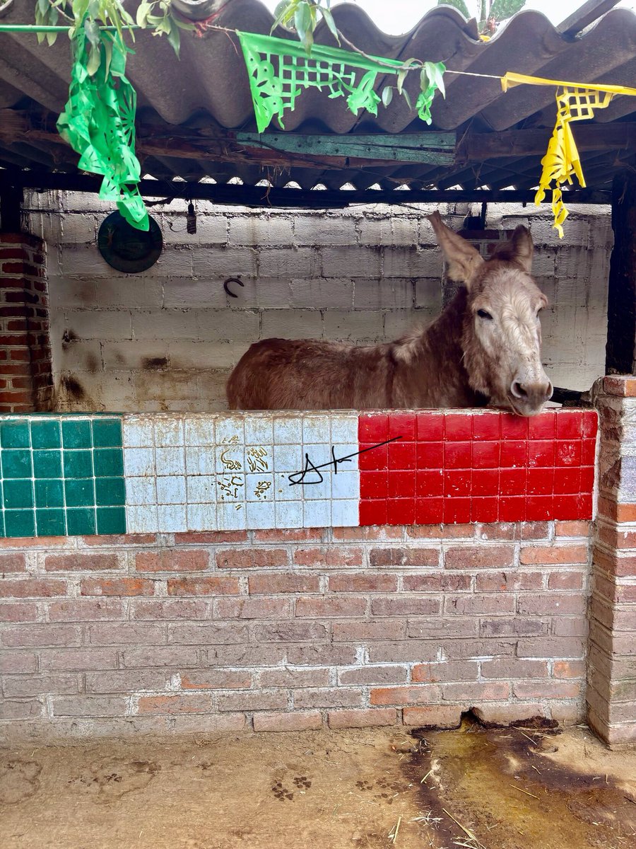 JLSantiagoG's tweet image. 🫏 Hace algunos días visitamos Otumba (Edo. México) conocido como “El Pueblo Mágico de los #Burros” para aprender más de estos #animalitos tan #bellos.