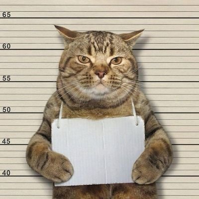 $Zoo tweet media