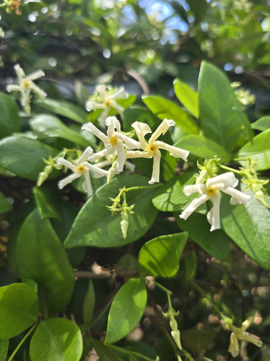 Star Jasmine is blooming again and it smells lovely :)