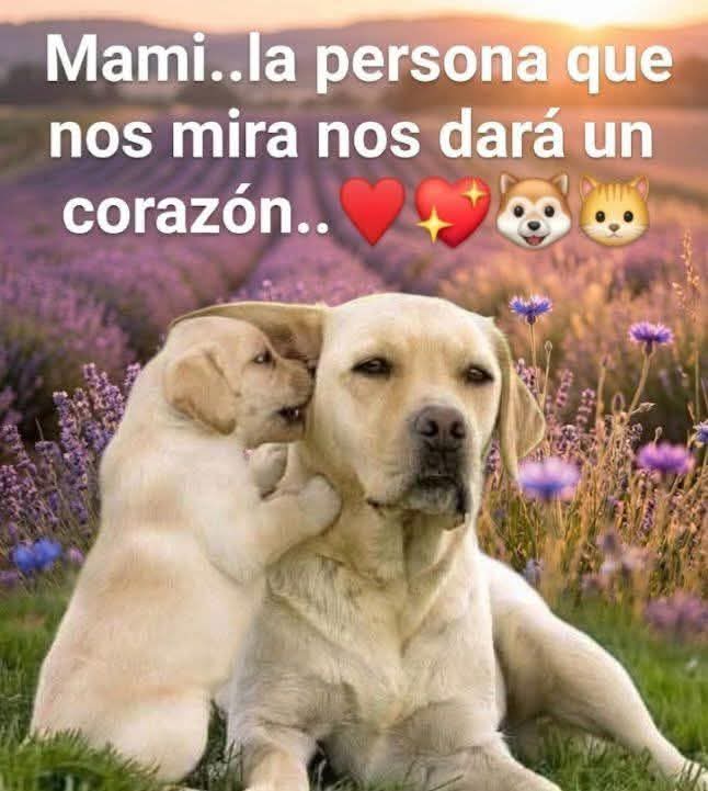 Manu Saenz💛💛 tweet media