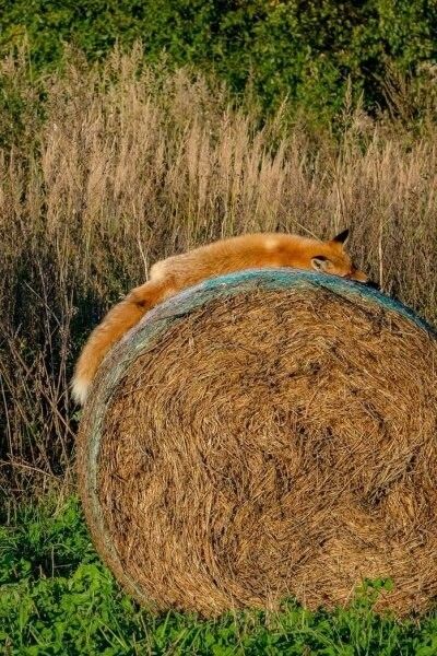 🍁 𝓣𝓱𝓮 𝓕𝓸𝔁 𝓛𝓲𝓯𝓮 🌾🦊 tweet media