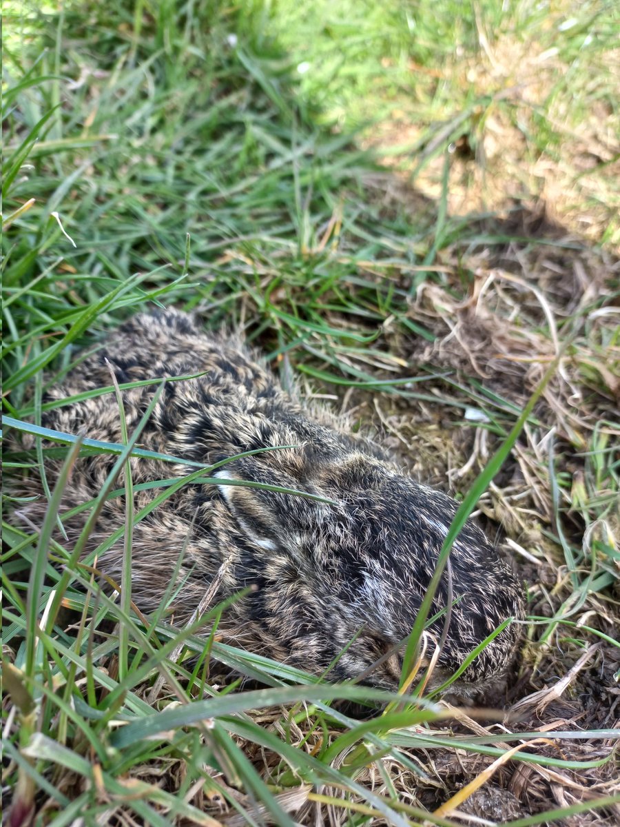 RustpuntDelagelinde tweet media