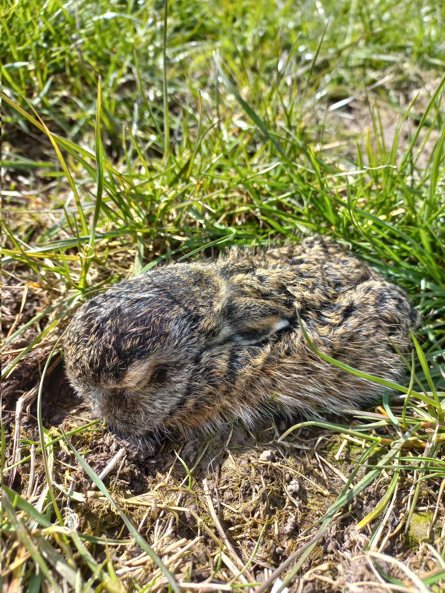 RustpuntDelagelinde tweet media