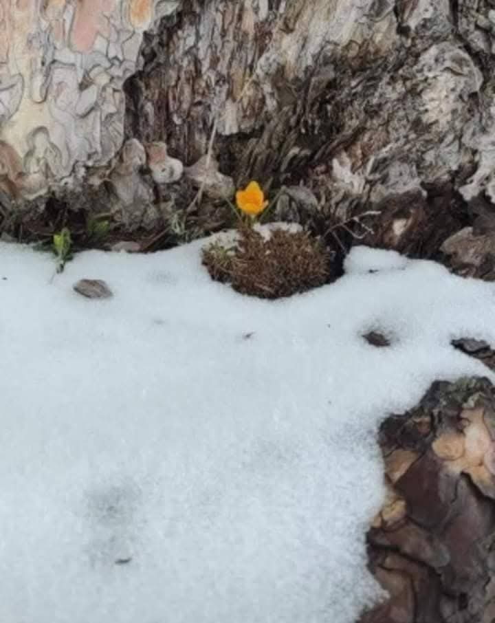 İsa Akgül tweet media