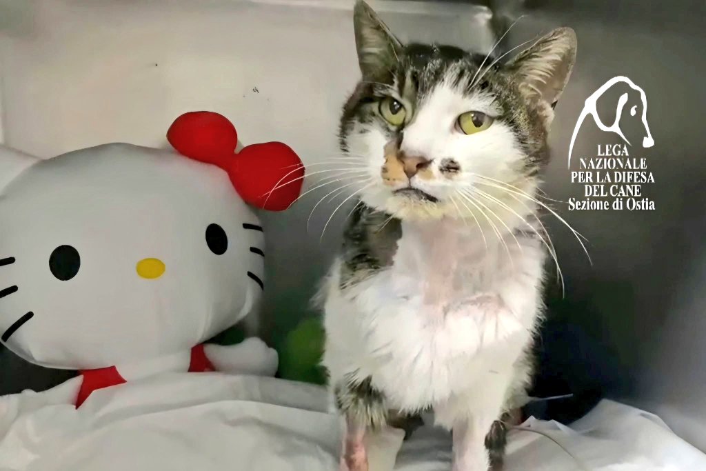 Josema Vallejo tweet media