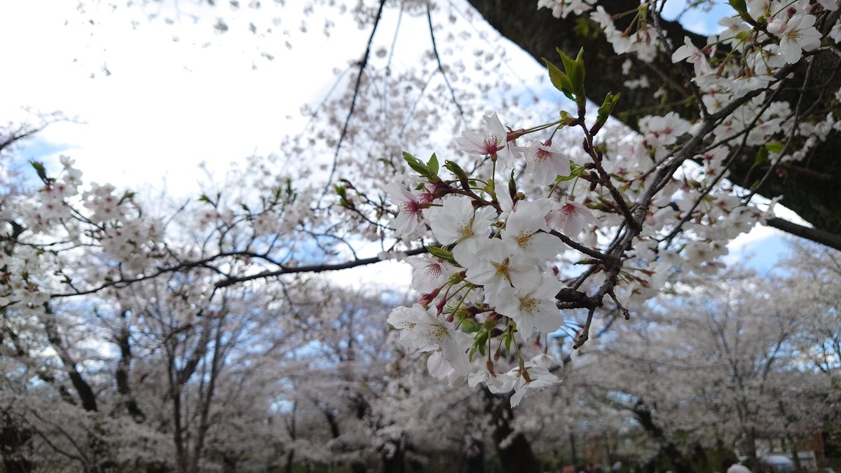 MAXkamata_2's tweet photo. お花見@洗足池

だいぶ暖かくなりましたね🌸

桜まつりのお手伝い
→お花見
→打ち上げ
と、一日満喫できました🙏

■カミソリからの卒業
初回 ヒゲ脱毛→￥600～900

お問い合わせ▶️https://t.co/9WvALQFs4r

⚡️メンズ脱毛MAX 蒲田店⚡️
https://t.co/pmtI1LTskk https://t.co/XXCZpX96py