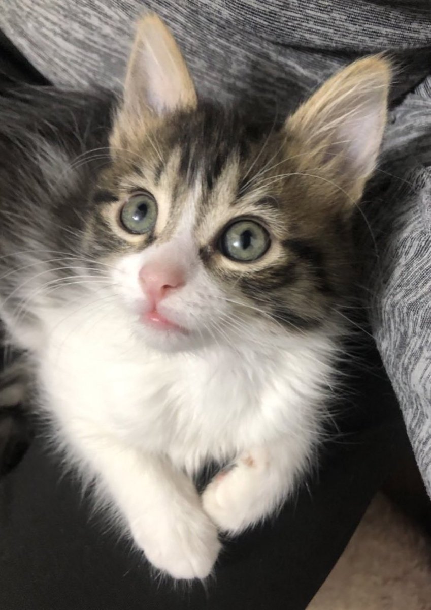 𝐑𝐞𝐝 𝐅𝐥𝐚𝐤 ♡ tweet media