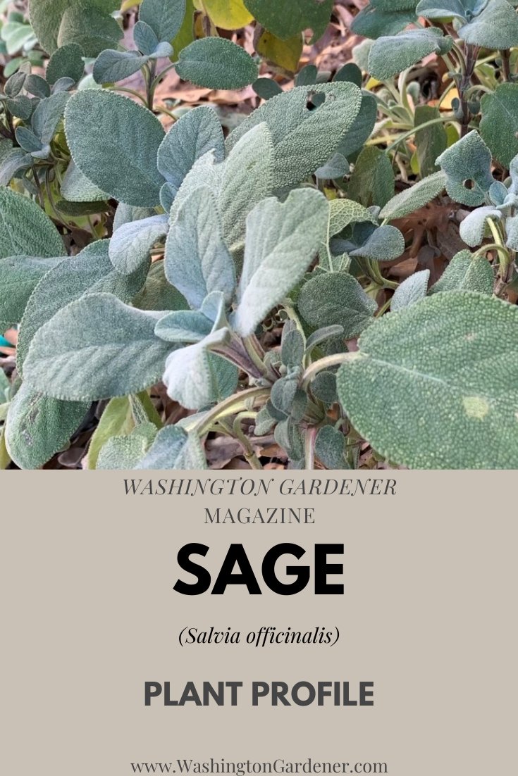 Washington Gardener tweet media