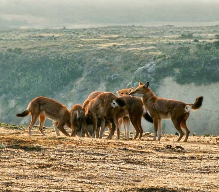 Abdi Samune tweet media