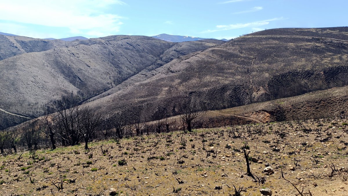 Rafael® tweet media