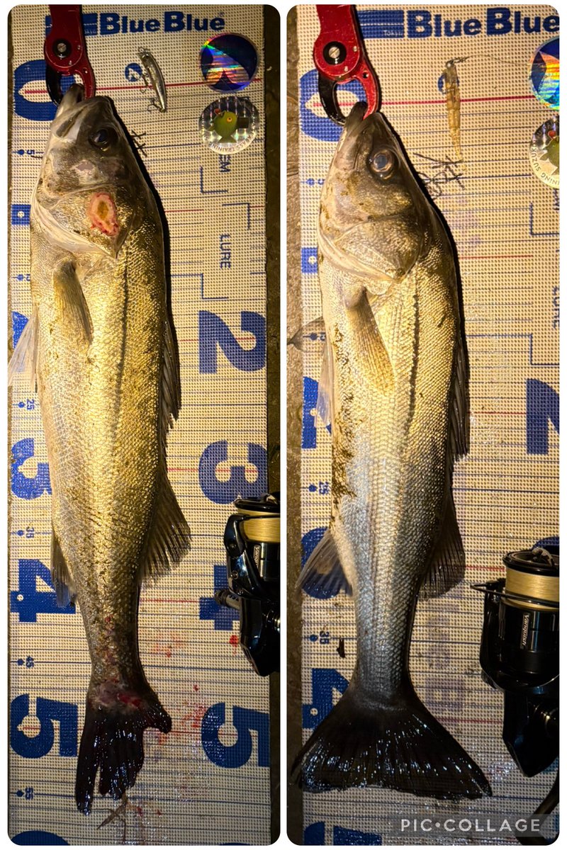 katsu@荒川-近所でシーバス練習中 tweet media