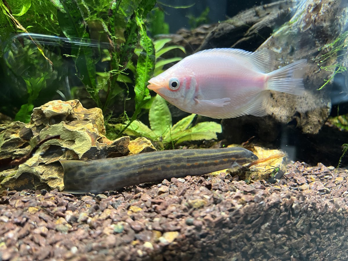 L.Y.K.A.I.O.S💿🐇VTuber tweet media